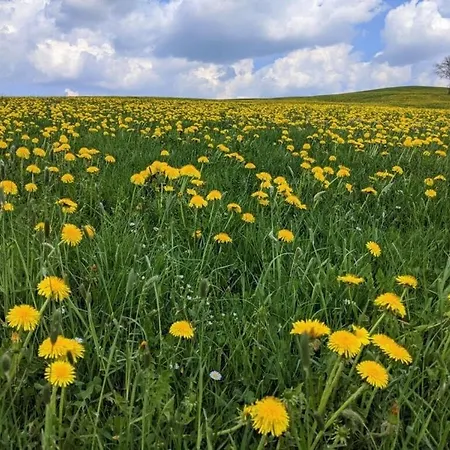 Dom wakacyjny Dandelion